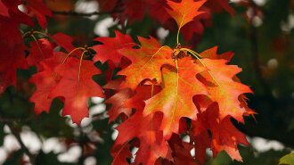 Прикмети на 14 листопада — осінні Кузьминки: що категорично не можна робити в цей свято