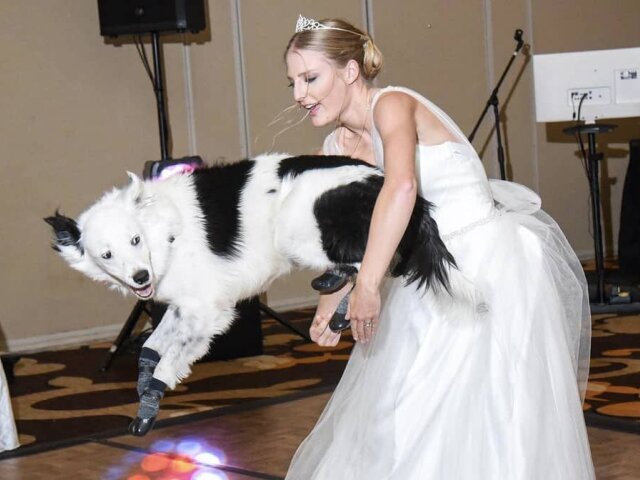 невеста танцует с собакой, танцующая собака, фото, видео