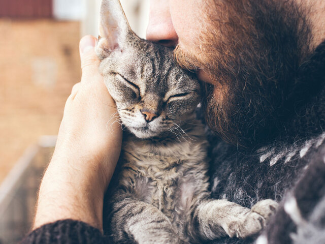 Как кошки могут любить человека: фото