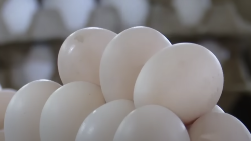 Будут стоить как золотые: в Украине взлетели цены на яйца