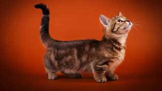 Коротколапі кішки: унікальні породи кішок