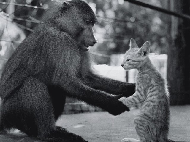 Фото: обезьяна учит кота обезьяньим повадкам