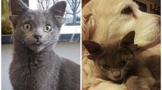 Две пары ушек и "секрет" на животике: Сеть восхитил уникальный кот (ФОТО, ВИДЕО)