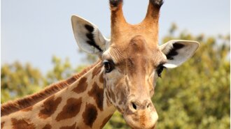 Немає жодної цятки: в американському зоопарку народився унікальний жираф – у світі вона така одна (фото)