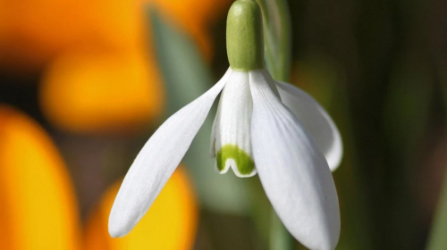 Весна, зображення: pexels.com