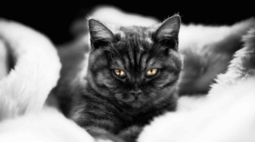 Британская-черная-кошка