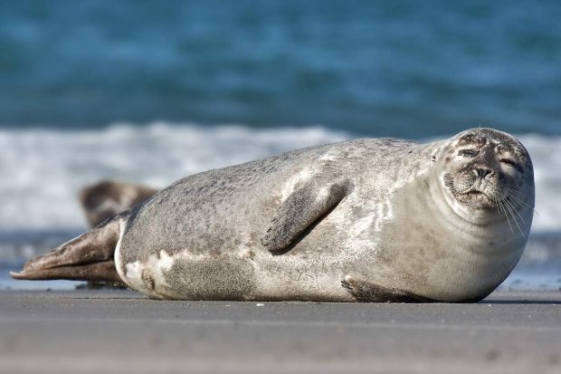 Цікаві наукові факти про тюленя