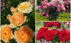 Будуть квіткувати як шалені: супер добрива для троянд та секрети догляду — сусіди будуть заздрити