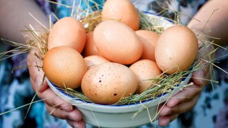 У Білорусі курка знесла найбільше яйце у світі: фото гіганта