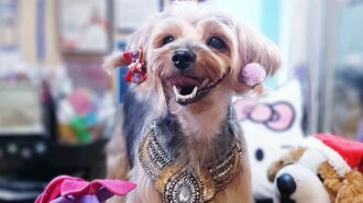 "Мамкины модники": пользователи Сети показали своих собак до и после стрижки