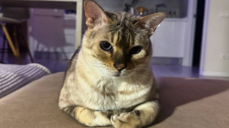 Кот