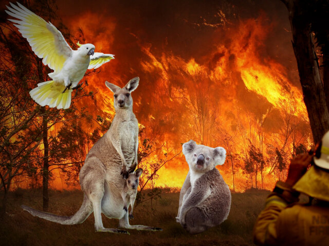 Пожежі в Австралії: ТОП-10 унікальних тварин, що живуть у цьому куточку світу