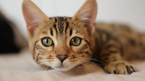 Котенок "отомстил" мисочке с водой, которая посмела его намочить: это надо видеть (ВИДЕО)