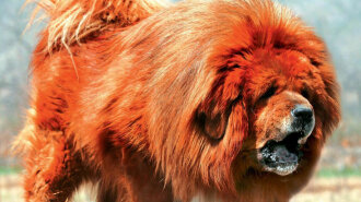 Это самая дорогая собака в мире: как выглядит тибетский мастиф — мохнатый пес-гигант