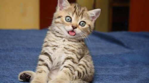 Котяча гімнастика: кошеня заснуло у лотку в кумедній позі і розсмішило Мережу (ВІДЕО)