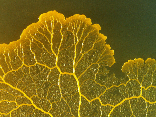 Наука: слизова цвіль Physarum Polycephalum