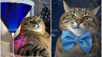 Украинского кота Степана номинировали на самую престижную премию в индустрии блогеров