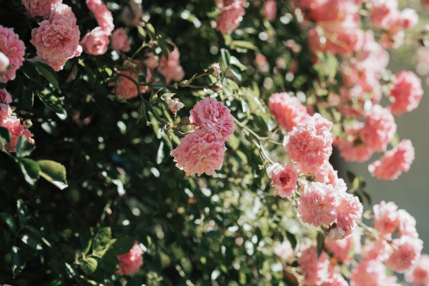 Сделай это с розами и они пышно зацветут даже в октябре – мамины секреты красивого сада