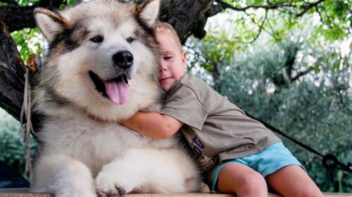 21 порода собак огромных размеров