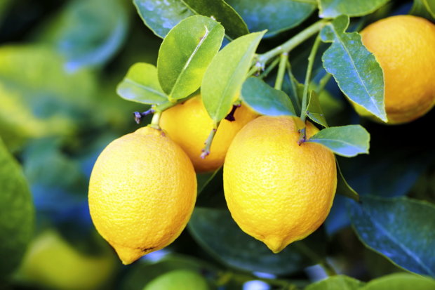 Відомий дієтолог розвінчала міф про користь лимона