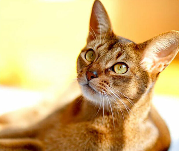 Какая порода кошек подходит твоему знаку Зодиака (Фото). Афиша Днепра