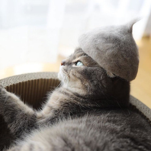 Японець робить шапки котикам з їх власної вовни