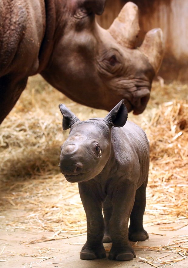 Детеныш черного носорога