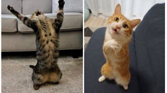 Сеть рассмешили коты, которые своим поведением похожи на людей (ФОТО)