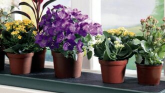 Ніколи не купуйте ці квіти в будинок: кімнатні рослини, які приносять невдачі та біди