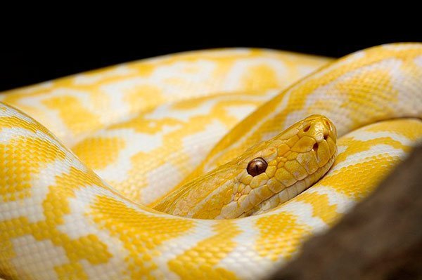 До чого сниться жовта змія?