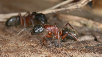 Фотограф показал "лицо" муравья крупным планом: фильмы ужасов отдыхают