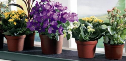 Ніколи не купуйте ці квіти в будинок: кімнатні рослини, які приносять невдачі та біди