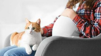 Нужно ли беременной женщине искать новых хозяев для своего кота?