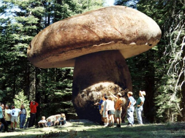 самый большой гриб в мире