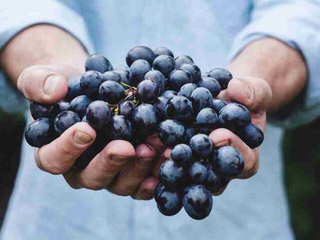 чем полезный виноград польза винограда