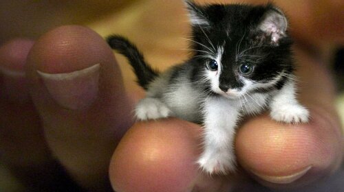 найменша кішка