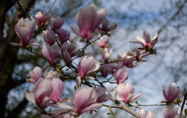 Магнолії в Києві, фото з соцмереж