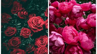 Роза или пион? Выбери самый красивый цветок и узнай, какой тебя видят мужчины