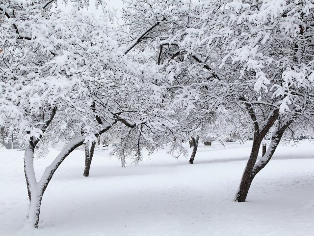 Зимний сад. Фото: Yana с сайта Pixabay