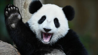 В бельгийском зоопарке панда родила близнецов (ФОТО)