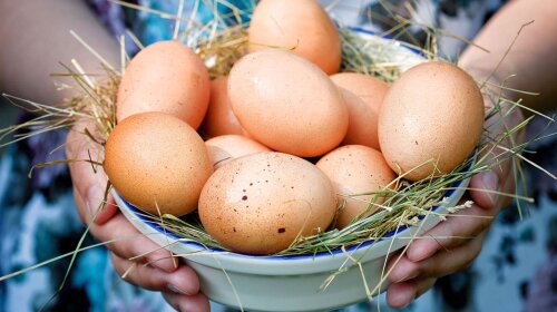 В Беларуси курица снесла самое большое яйцо в мире: фото гиганта