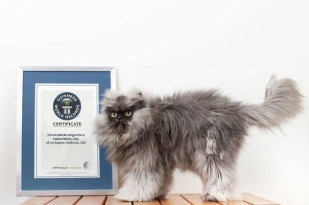 Полковник Мяу - самый пушистый кот в мире согласно Книге рекордов Гиннеса