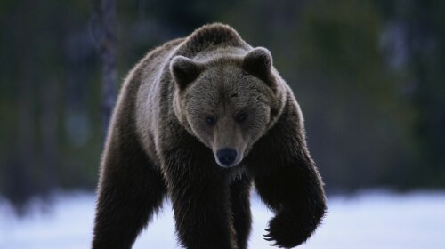 Черный-медведь1