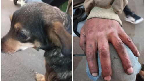 До слез: украинец из Мариуполя прошел под обстрелами 5 суток с собакой на руках (фото)