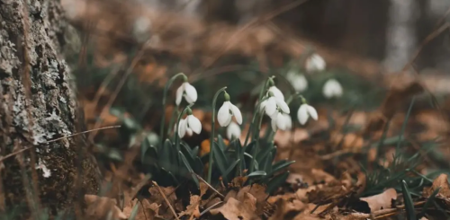 Весна, погода, зображення з вільних джерел