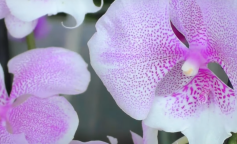 Орхідея. Фото: скріншот youtube.com