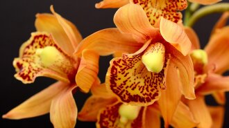 Орхідеї. Фото: Annette із сайту Pixabay