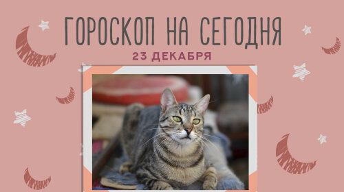 собакены коте