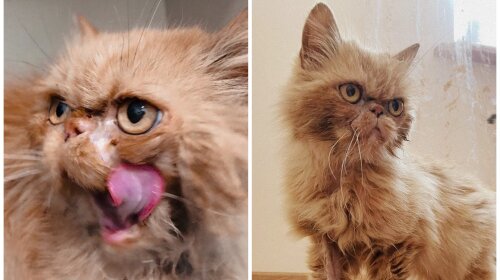 Кішка Шафа з Бородянки повернулася до справжньої господині і хоче на марку від "Укрпошти": нові фото улюблениці українців