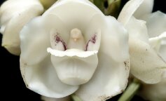 Орхидея «святой дух»